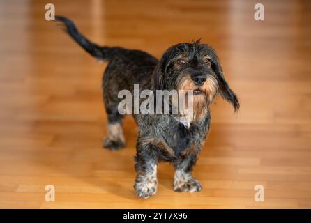 Dachshund dai capelli ruvidi, maschio, 3 anni, si erge su pavimento in parquet Foto Stock