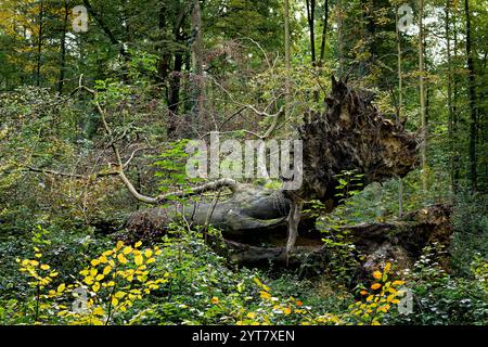 Europa, Germania, Renania settentrionale-Vestfalia, Bonn, Ippendorf, Kottenforst, Parco naturale della Renania, riserva naturale, foresta mista, faggio, vecchio, solitario, cantate Foto Stock