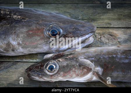 Pesca di successo in Norvegia, pesce fresco Foto Stock