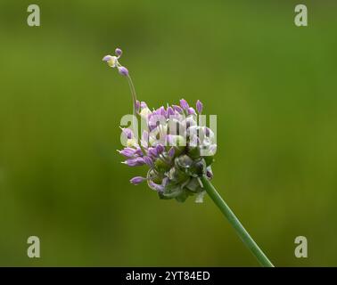 Un fiore di cipolla selvatica che emerge dai boccioli, adagiato su uno sfondo verde diffuso Foto Stock