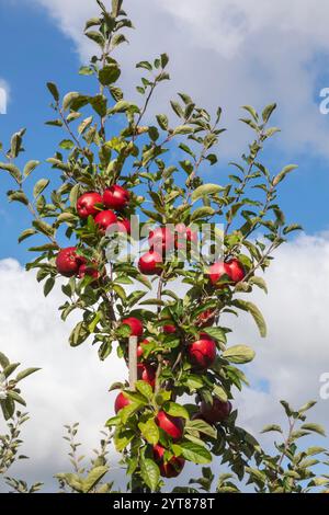 Inghilterra, Kent, mele vicino a Canterbury Foto Stock