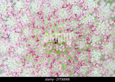 Fiore, ombelico, carota, carota selvatica, carota Daucus Foto Stock