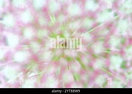 Fiore, ombelico, carota, carota selvatica, carota Daucus Foto Stock
