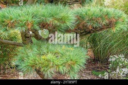 Pino nero giapponese (Pinus thunbergii) in autunno, Baviera, Germania, Europa Foto Stock