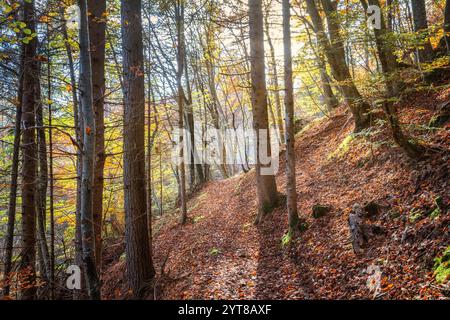 Sentiero nel bosco, faggeta dai colori autunnali, Dolomiti, Agordo, provincia di Belluno, Veneto, Italia Foto Stock