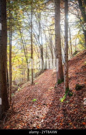 Sentiero nel bosco, faggeta dai colori autunnali, Dolomiti, Agordo, provincia di Belluno, Veneto, Italia Foto Stock