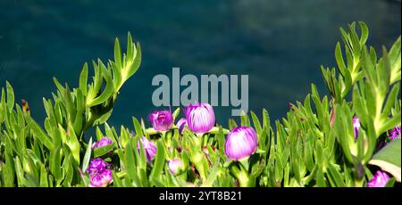 Fiori di Carpobroto rosa Acinaciformis, con sfondo blu tenue, Mar Mediterraneo Italia Foto Stock