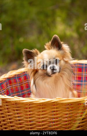 Cane Chihuahua (a pelo lungo) seduto in un cesto di vimini, ritratto di cane, giorno d'estate in giardino Foto Stock