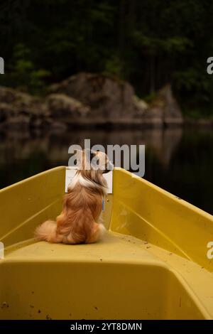 Il cane Chihuahua (a pelo lungo) è seduto su una barca a remi su un lago Foto Stock