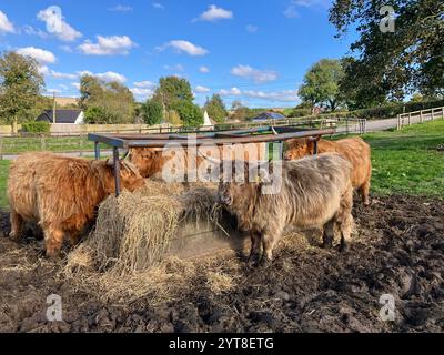 Piccola mandria di vacche da latte che mangiano da fieno rick, Winterborne St. Martin, Dorset, Regno Unito Foto Stock