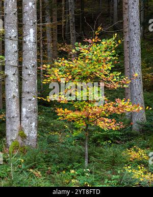 Albero colorato nella foresta vicino a Scheffau am Wilden Kaiser, Tirolo, Austria Foto Stock