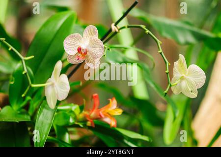 Orchidee finemente modellate fioriscono su un ramo su uno sfondo verde naturale con rami e ramoscelli. Foto Stock