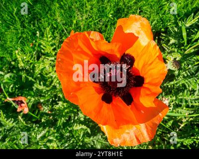 Vista dall'alto della fioritura di una pianta di papavero (lat: Papaver rhoeas) con piante di erba verde sullo sfondo sfocato. Foto Stock