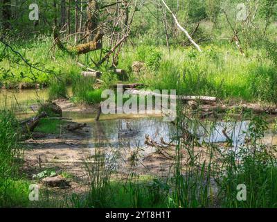 Vista di un paesaggio naturale paludoso e ricoperto di alberi caduti e acqua rialzata sul bordo del lago Grünten in Baviera con il sole estivo. Foto Stock