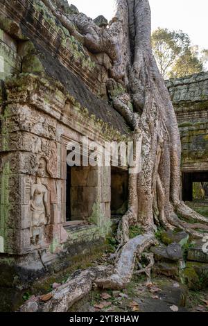 Rovine del complesso del tempio di Ta Prohm, vicino al complesso di Angkor Wat, Siem Reap, Cambogia Foto Stock