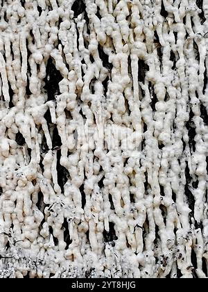 Crosta salata sui fasci di legno di una torre di graduazione. La struttura salina si crea quando la salamoia si allunga sopra la parete di brushwood di spina nera. Ciò aumenta il contenuto di sale del liquido. Allo stesso tempo, si forma un microclima benefico nell'area circostante la casa di laurea, che viene utilizzata per scopi terapeutici. Foto Stock