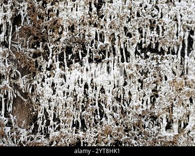 Crosta salata sui fasci di legno di una torre di graduazione. La struttura salina si crea quando la salamoia si allunga sopra la parete di brushwood di spina nera. Ciò aumenta il contenuto di sale del liquido. Allo stesso tempo, si forma un microclima benefico nell'area circostante la casa di laurea, che viene utilizzata per scopi terapeutici. Foto Stock