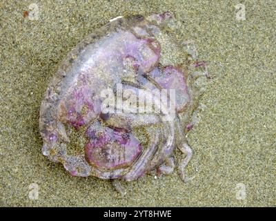 Meduse su una spiaggia sabbiosa nel Mediterraneo Foto Stock