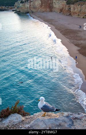 Gabbiano mediterraneo (Larus michahellis) a Praia Nova vicino ad Armacao de Pera nell'Algarve, Portogallo. Foto Stock