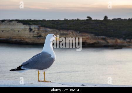 Gabbiano mediterraneo (Larus michahellis) a Praia Nova vicino ad Armacao de Pera nell'Algarve, Portogallo. Foto Stock