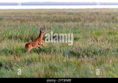 Un roebuck (Capreolus capreolus) salta attraverso le paludi saline di Juist, Isole Frisone Orientale, Germania. Foto Stock