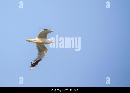 Mew Gull (Larus canus) in volo sopra Juist, Isole Frisone Orientali, Germania. Foto Stock