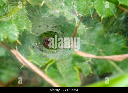 Foto macro ad angolo ridotto di un ragno tessitore a imbuto in ambiente verde con la bobina a imbuto Foto Stock