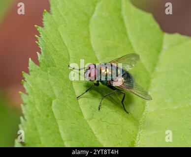 Bluebottle fly che poggia su una foglia verde Foto Stock
