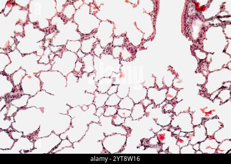 Dettaglio microscopico che mostra una sezione del tessuto polmonare di un coniglio Foto Stock