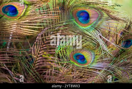 Foto ravvicinata che mostra alcune colorate e iridescenti piume di uccelli selvatici Foto Stock