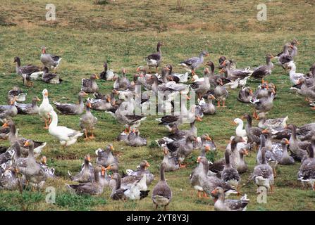 Branco di oche allevato in un'azienda agricola per la produzione di patè nella valle della Dordogna, in Aquitania, in Francia, in Europa. Gastronomia Foto Stock