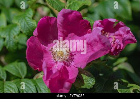 Rosa di mela-Sylter rosa fiorente in estate Foto Stock