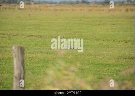 Lapwing nelle praterie Foto Stock