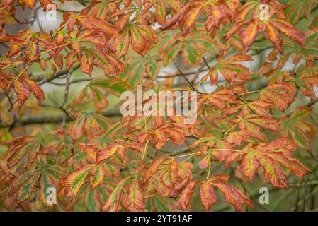 Colori autunnali sul castagno Foto Stock