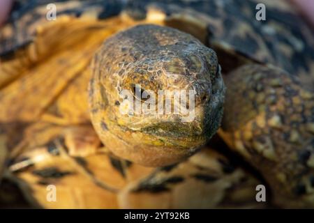 Primo piano di una graziosa tartaruga leopardata (Stigmochelys pardalis) in natura Foto Stock