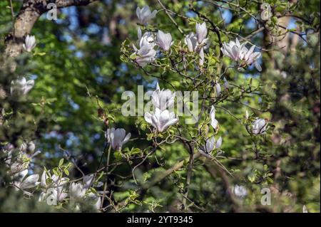 Albero di magnolia in piena fioritura Foto Stock