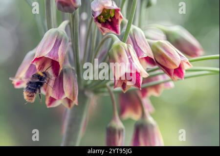 Bumblebee su un porro di miele siciliano Foto Stock