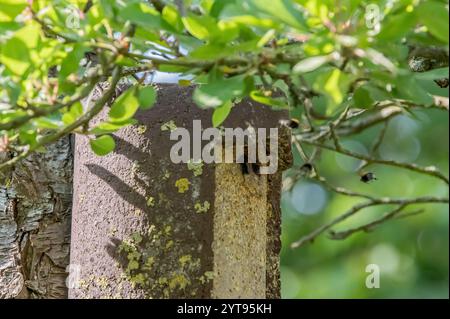 Sciame di Bumblebee alla casa degli uccelli Foto Stock