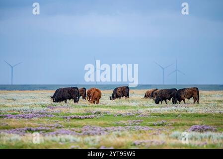 Bestiame di Galloway nelle paludi salate sul Mare di Wadden Foto Stock