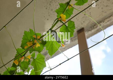 Il cetriolo naturale cresce in una serra. Vegetali freschi crescenti in una serra Foto Stock