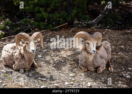 Due cilindri si stanno depositando nello sporco. Uno è a sinistra e l'altro a destra Foto Stock