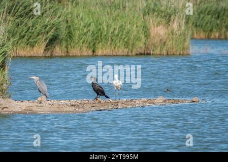 Cucchiai, aie grigie e cormorani allo stagno Foto Stock