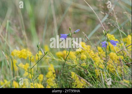 Round-lasciarono la campanula Foto Stock