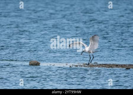 Il becco di spatola atterra sullo stagno Foto Stock