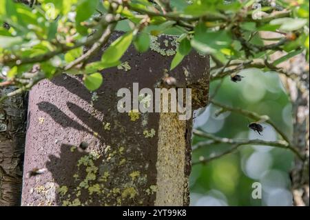 Sciame di api nel giardino della casa degli uccelli Foto Stock