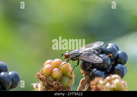 More verdi, rosse e nere su sfondo scuro con mosche e spazi di testo Foto Stock