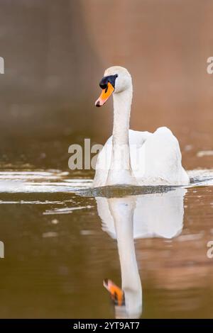 Cigno muto (Cygnus olor) che nuota su un lago alla luce del mattino. Foto Stock