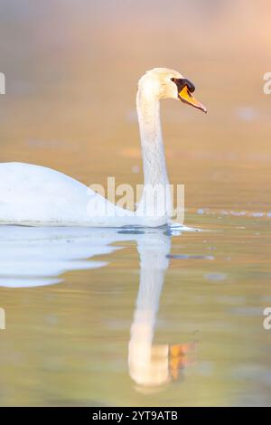 Cigno muto (Cygnus olor) che nuota su un lago alla luce del mattino. Foto Stock