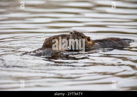 Due nutria (Myocaster coypus) in uno stagno nella riserva naturale di Mönchbruch Foto Stock