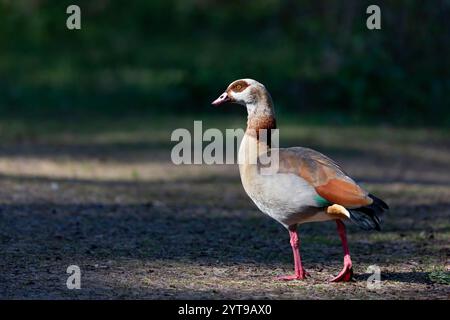 Oca egiziana (Alopochen aegyptiaca) nella riserva naturale di Mönchbruch Foto Stock